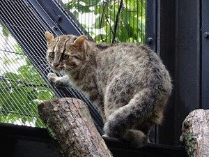 京都府・京都市動物園で「やまねこ博覧会」開催!