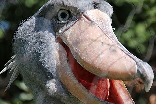 東京都・上野動物園にいる、あの"動かないことで有名な鳥"に会ってきた