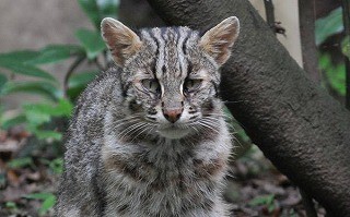 長崎県・対馬のみに生息するツシマヤマネコって、どんなネコ?