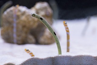 東京都・すみだ水族館がチンアナゴを生放送! 放送時間なんと111時間!