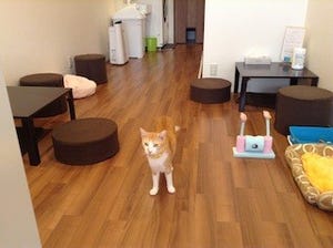 東京都・高円寺に、里親募集も兼ねた猫カフェ「猫の家」がオープン