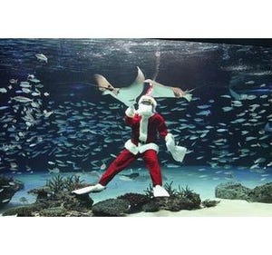 水中からメリークリスマス! 東京都・サンシャイン水族館の水槽にサンタ登場