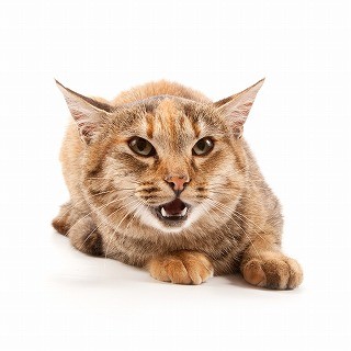 猫は怒ると蛇の物真似をするってホント? 獣医師が解説