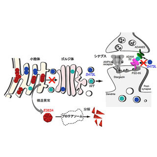 薬剤でタンパク質の異常構造を修復することでてんかんを軽減 - 生理研など