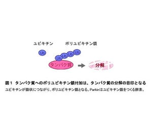 パーキンソン病の2つの原因遺伝子が神経保護する仕組みを解明