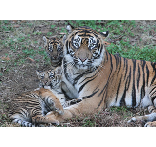 神奈川県の動物園で、ネコ科・スマトラトラの双子がすくすくと成長中!