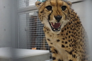 神奈川県の動物園に、南アフリカからチーターが来園!