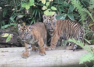 神奈川県の動物園にいる、スマトラトラの双子の赤ちゃんの名前が決定!