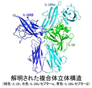 関節リウマチなど免疫・神経難病の原因物質となる立体構造を解明 ‐ 岐阜大