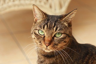 飼い主が選んだ2014年の猫の漢字、2位は「癒」、1位はやはり…