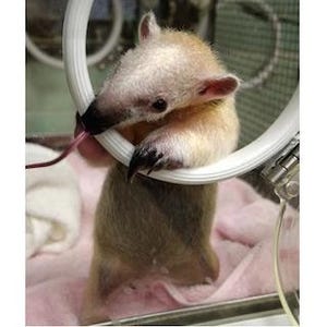 東京都・上野動物園で、舌のなが～い可愛すぎる赤ちゃんがデビュー!