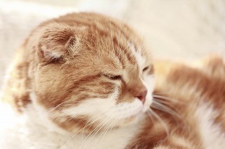 東京都武蔵野市で、可愛い猫たちの里親を募集中!