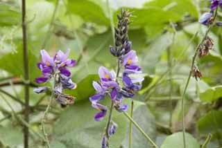 東洋新薬、葛の花エキスに非アルコール性脂肪肝の改善作用があることを確認