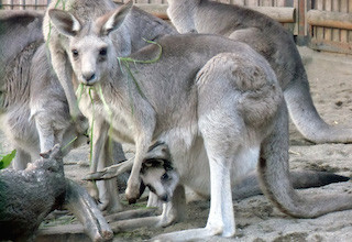 袋から顔を出したカンガルーの赤ちゃんが登場! - 東京都・上野動物園