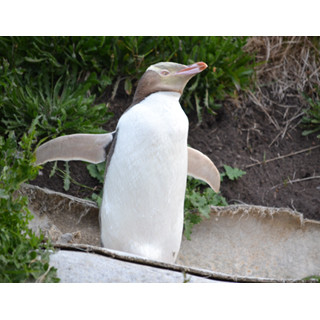 癒しがいっぱい! 野生ペンギンたちに会いにニュージーランドへ行ってみた