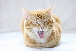 なぜ猫は起きている時間よりも寝ている時間のほうが長いのか