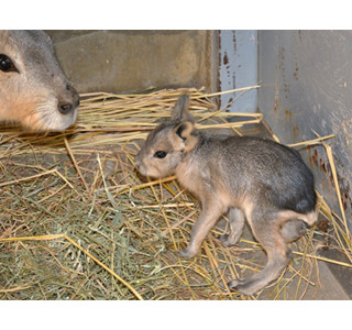 東京都・井の頭自然文化園で、激カワなマーラの赤ちゃん誕生