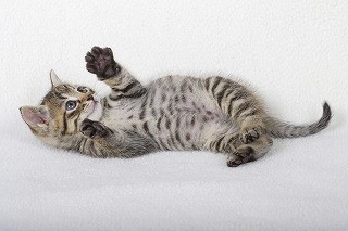 愛猫に長生きしてもらうための「猫検定～獣医学編～」がスタートしました