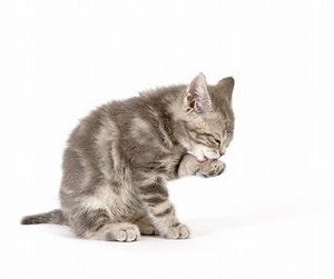 猫の柄はもともと1種類しかなかったって本当? - 獣医師が解説