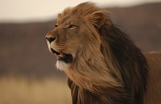 東京都・多摩動物公園で、猫だんごならぬ「ライオンだんご」が観察された