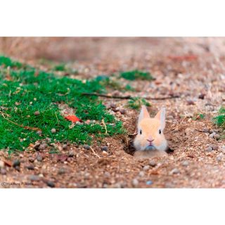 福田幸広写真展「ぼくらはみんな生きている!」-動物たちの幸せの瞬間-