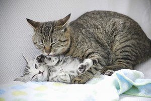 猫はなぜ喉をゴロゴロ鳴らすのか - 獣医師が解説