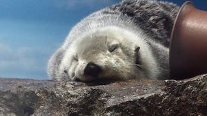 ラッコの寝顔があまりにかわいいと話題に - 東京都・サンシャイン水族館