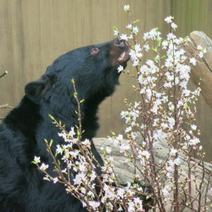 東京都・上野動物園で、春の桜イベント開催