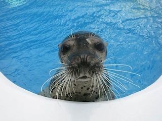 ゴマフアザラシの可愛らしさを堪能できる画像 - 鶴岡市立加茂水族館