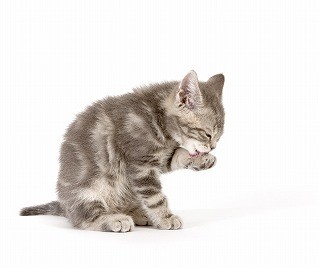 猫の女の子部門、人気急上昇の名前は「ルナ」