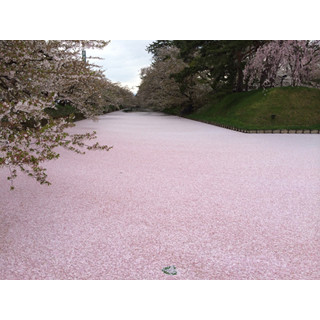 桜が水面を覆いつくす! "花筏"も楽しめる「弘前さくらまつり」開催