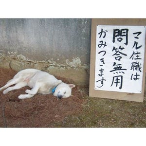 問答無用でかみつく"危犬"のマル住職、実は"リア住"顔負けの禅宗僧侶だった