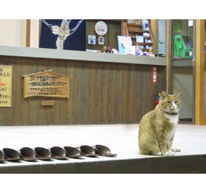 温泉地の猫・犬を紹介するプロジェクト「ねこ温泉 いぬ温泉」