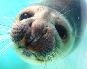 とっても好奇心旺盛なアザラシのショットが公開! - 北海道・おたる水族館