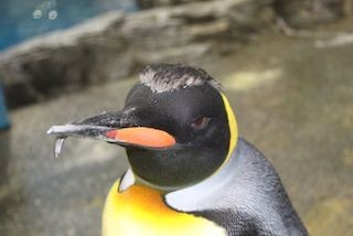 モヒカンスタイルのペンギンが話題に