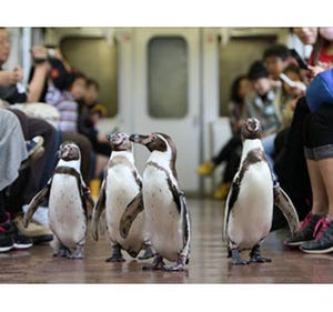 ペンギンが列車内をペタペタ行進する「ペンギン列車」、今年も運行