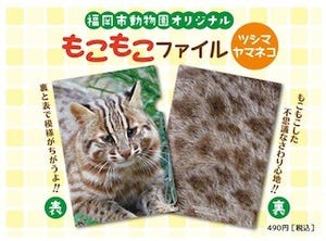 ヤマネコを手で触れる!? ツシマヤマネコの"もこもこファイル"が発売!