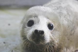 「ボクの名前を考えて下さい」 - アザラシの赤ちゃんの名前を募集中!