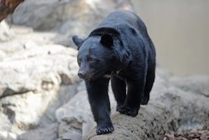 東京都・多摩動物公園へニホンツキノワグマ2頭が移動