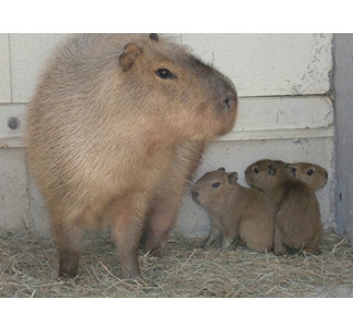 静岡県・伊豆シャボテン公園で、カピバラの赤ちゃん誕生