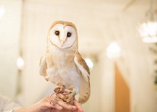 東京都・秋葉原のフクロウカフェに行ってきた! - 画像大量