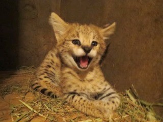 東京都・羽村市動物公園で、ネコ科・サーバルの4つ子の赤ちゃんを公開