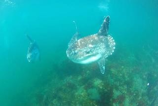 鹿児島県・いおワールド かごしま水族館が、マンボウの展示を開始