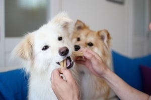 犬の歯みがきを実践してみた - 画像大量