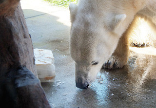 東京都・上野動物園で、ホッキョクグマの「イコロ」を公開!