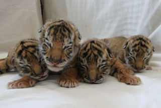 アムールトラの4つ子の赤ちゃんが誕生! - 静岡県・富士サファリパーク