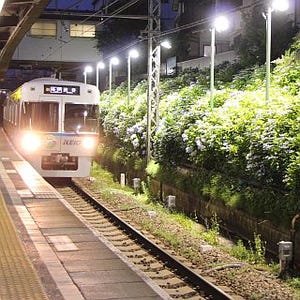 京王電鉄、井の頭線東松原駅にて今年もあじさいのライトアップ - 6/10から