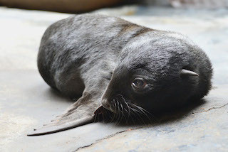 ミナミアフリカオットセイの赤ちゃんの一般公開開始 - 三重県・鳥羽水族館