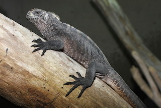 静岡県・iZooで、希少種「ウミイグアナ」の国内初の展示を開始