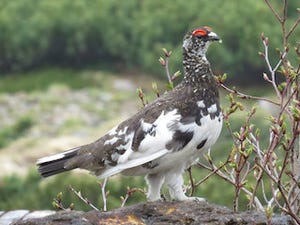 東京都・上野動物園が、特別天然記念物「ライチョウ」の飼育繁殖を実施